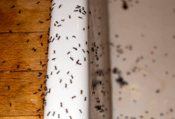 Best Pest Prevention Services  in Helena Flats, MT