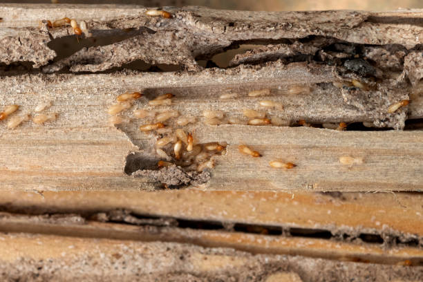 Wildlife Control Services in Helena Flats, MT